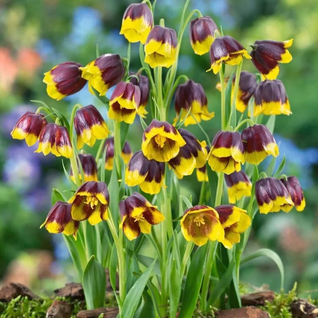 Bulbi de Fritillaria Bicolor "Michailovsky", 5 Bucati