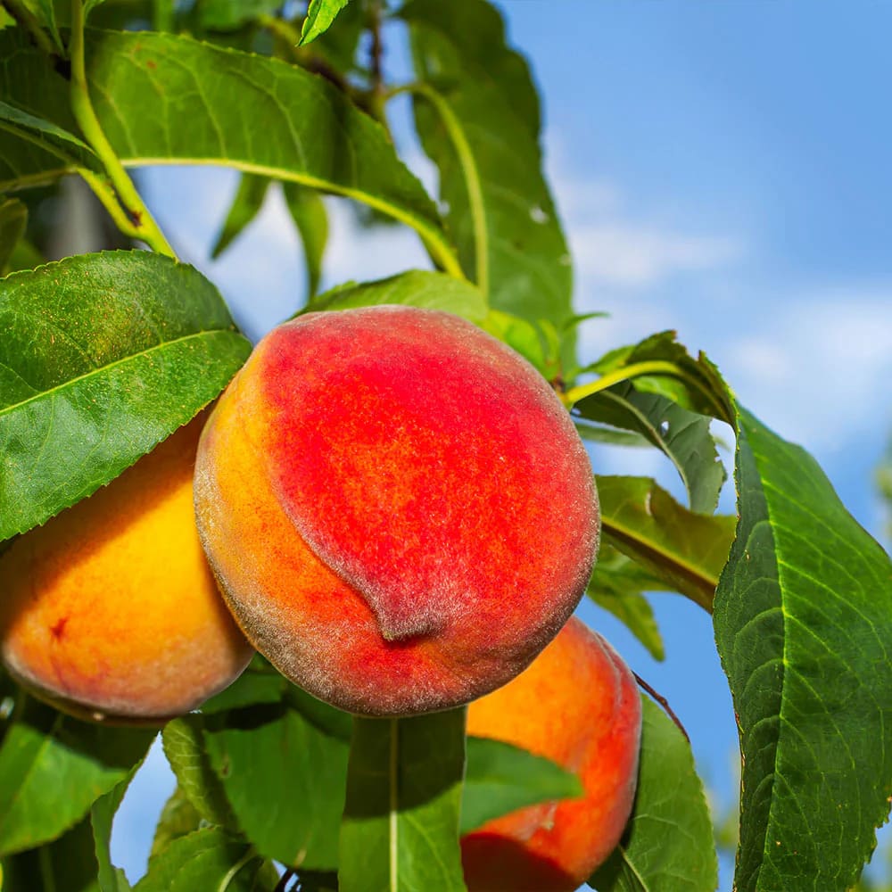 Pom Fructifer Anul 3 - Piersic "Frost Peach", Soi Vara