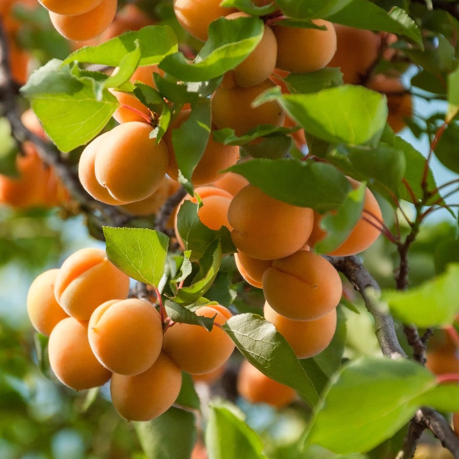 Pom Fructifer Anul 4 - Cais "Goldrich", PE ROD 180-200cm