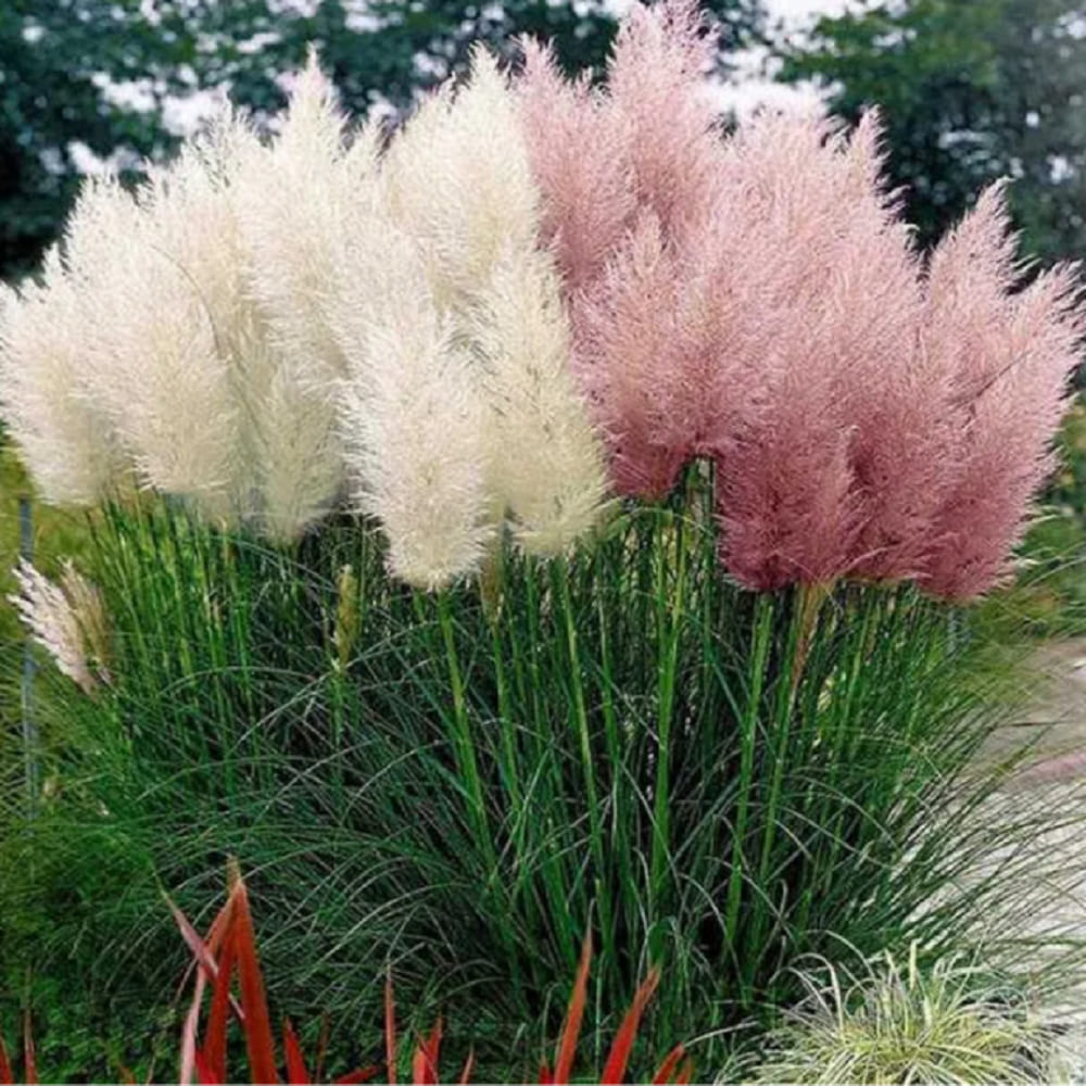 Iarba de Pampas Alb-Roz la Ghiveci, H 40cm+