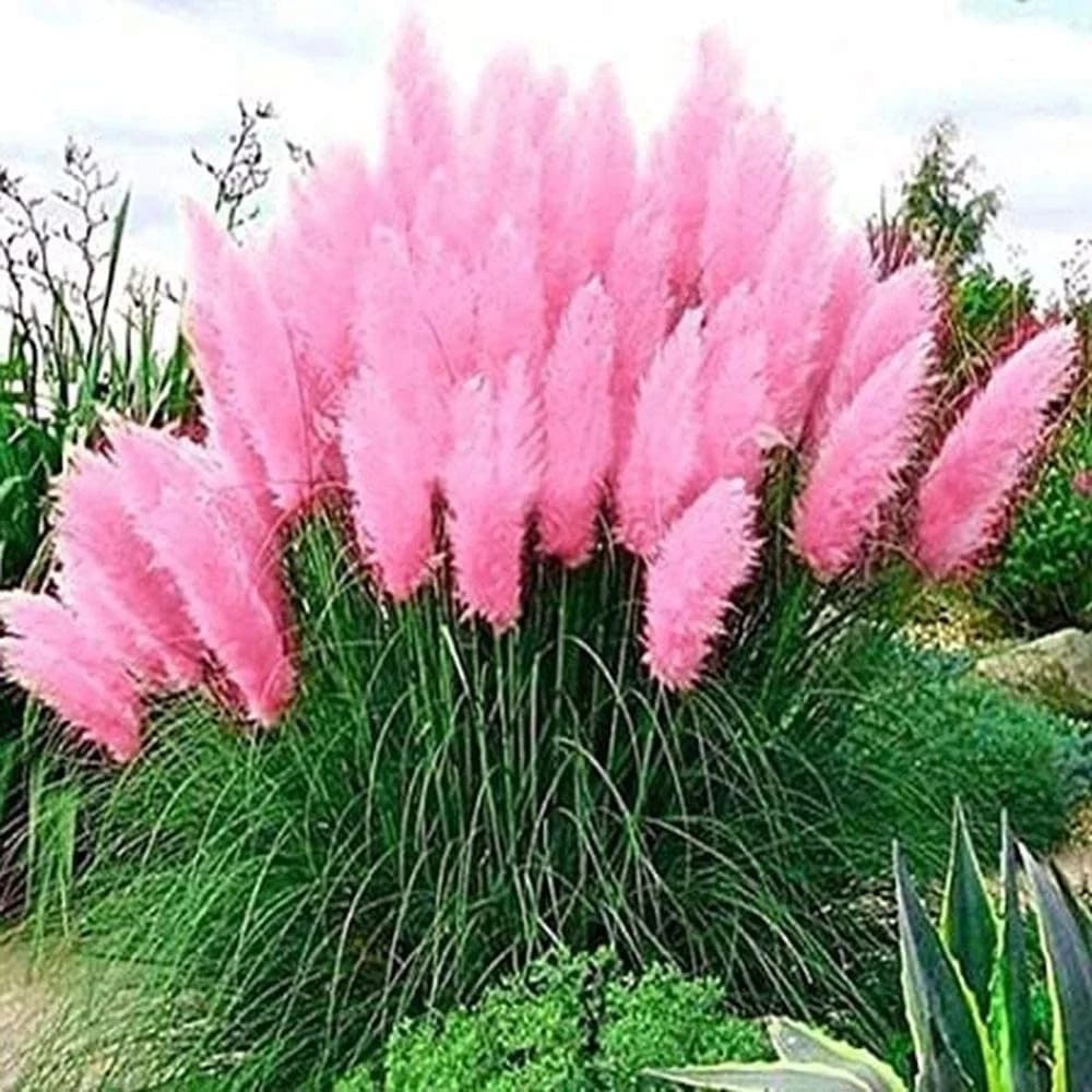 Iarba de Pampas Roz la Ghiveci, H 40cm+