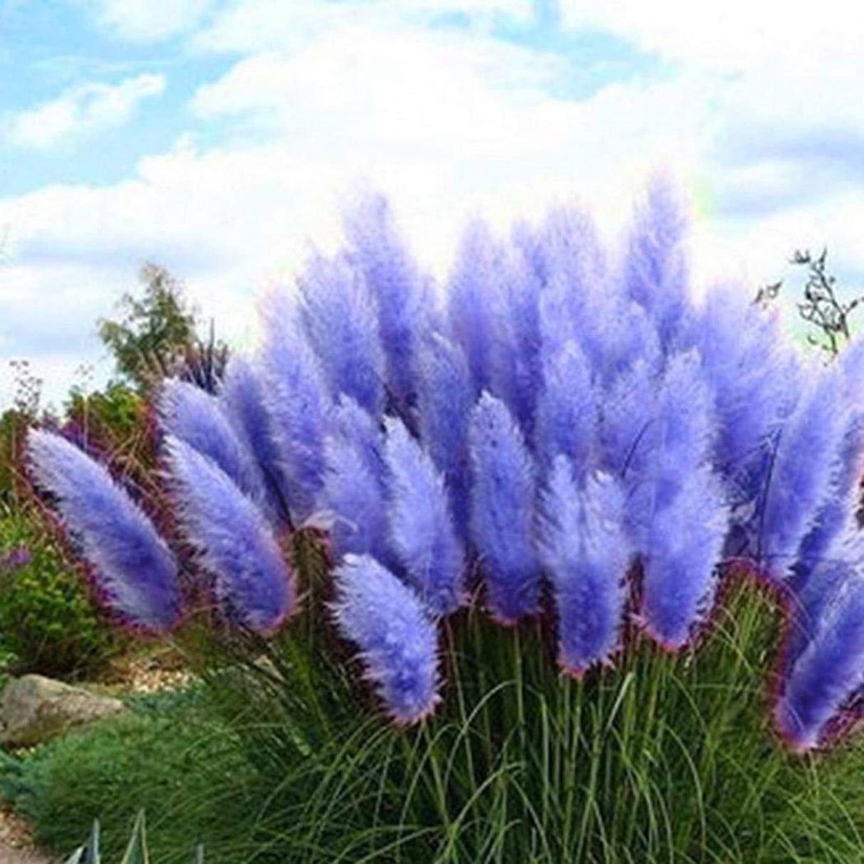 Iarba de Pampas Albastra la Ghiveci, H 40cm+