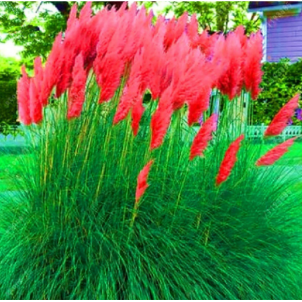 Iarba de Pampas Rosie la Ghiveci, H 40cm+