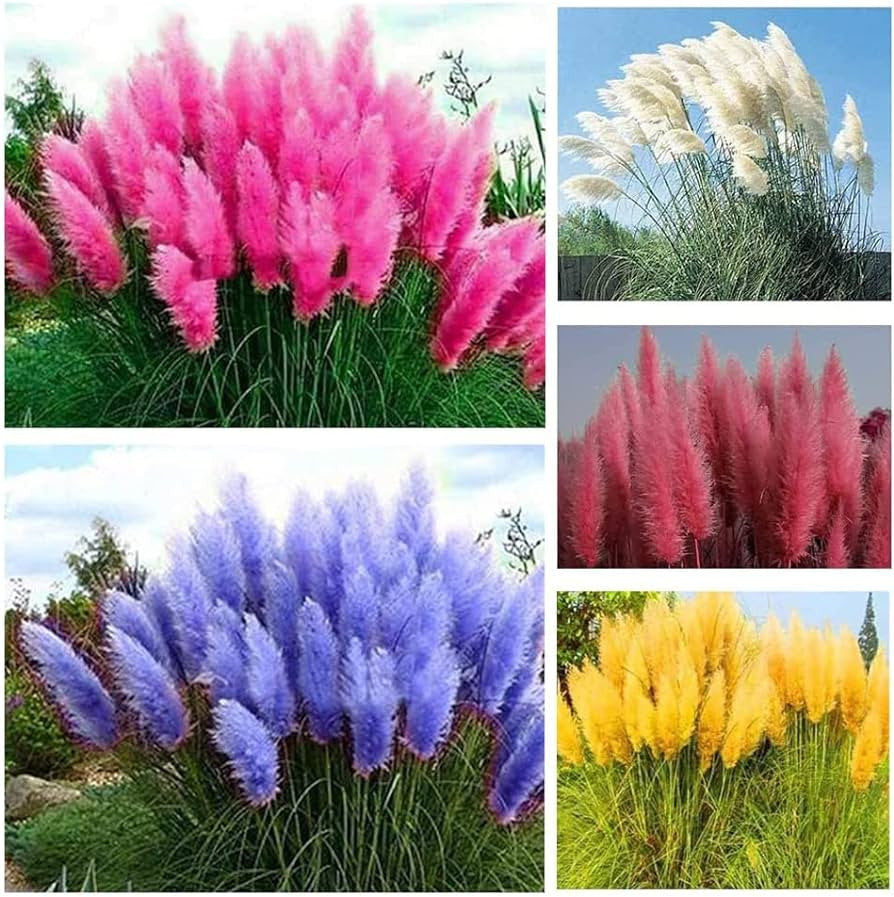 5x Iarba de Pampas la Ghiveci H 40cm+, 5 Culori Diverse