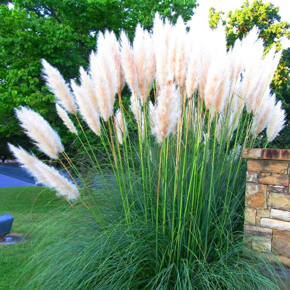 Iarba de Pampas Alba la Ghiveci, H 40cm+