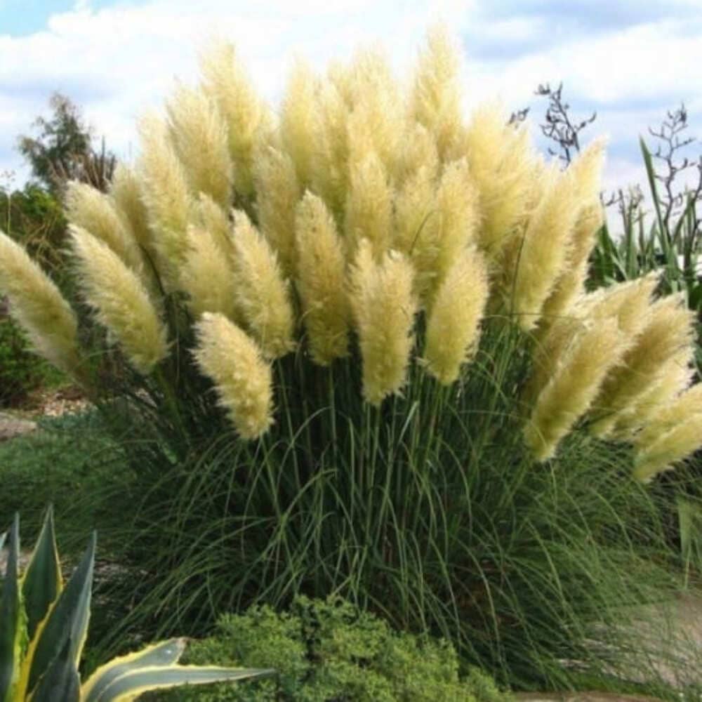 Iarba de Pampas Verde la Ghiveci, H 40cm+