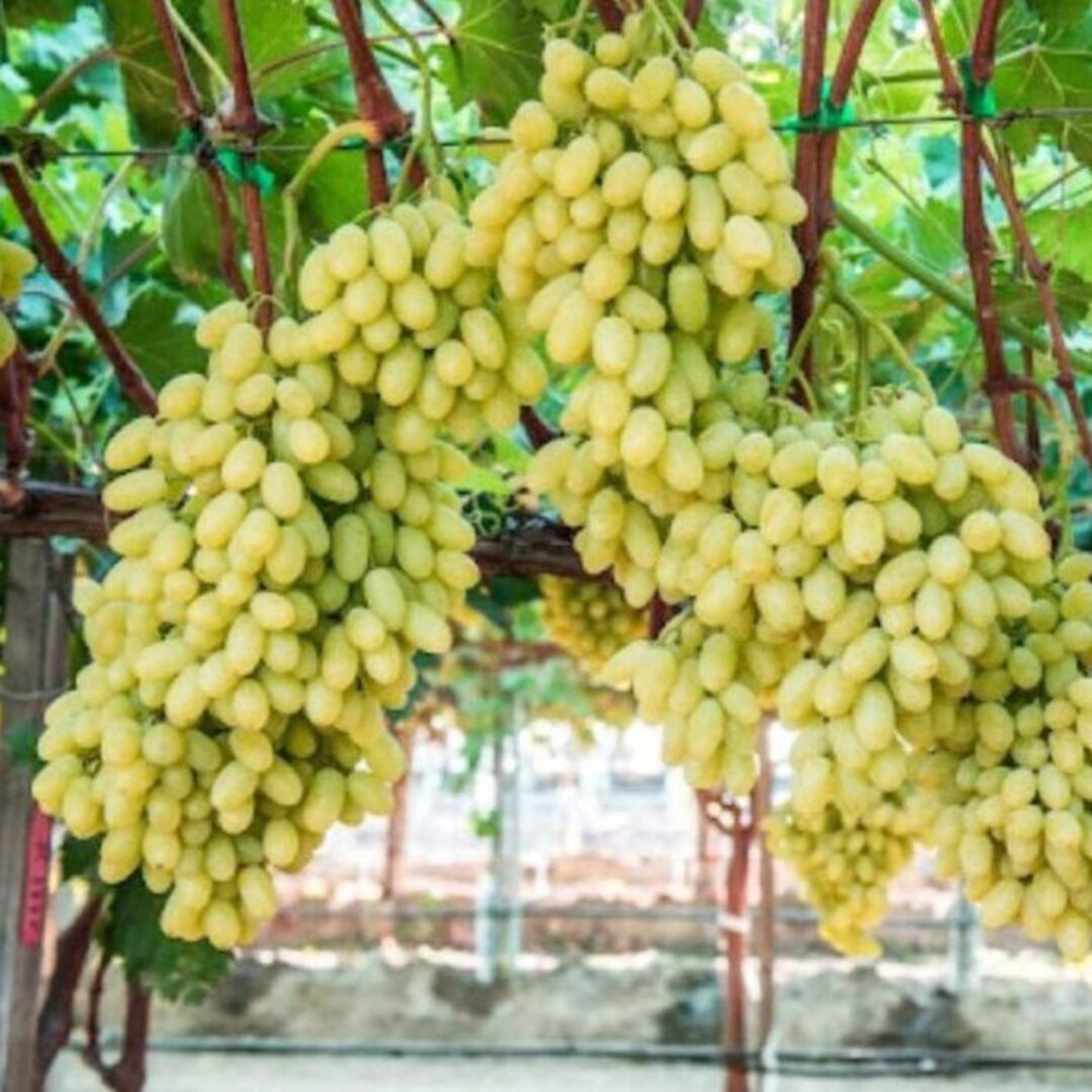 Butas Vita de Vie Fara Samburi "Javelin", Anul 3 - Radacina Libera