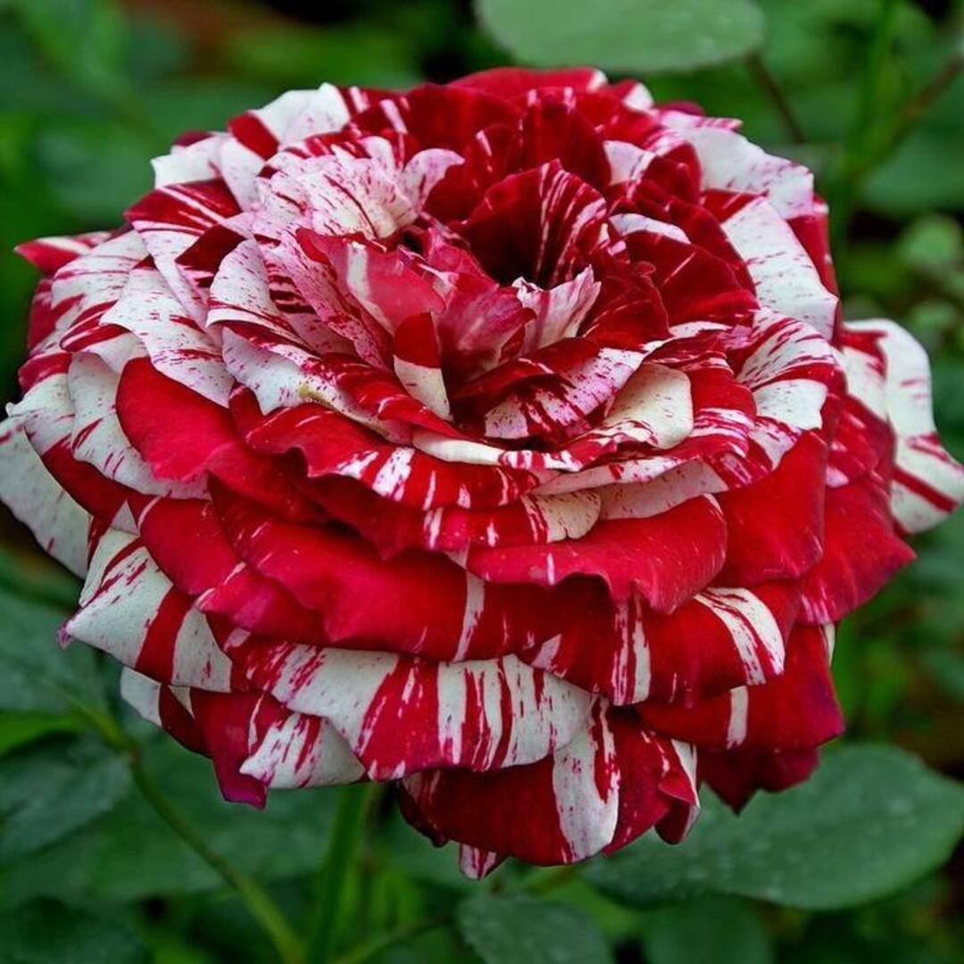 Trandafir Parfumat "Julio Iglesias", Anul 4