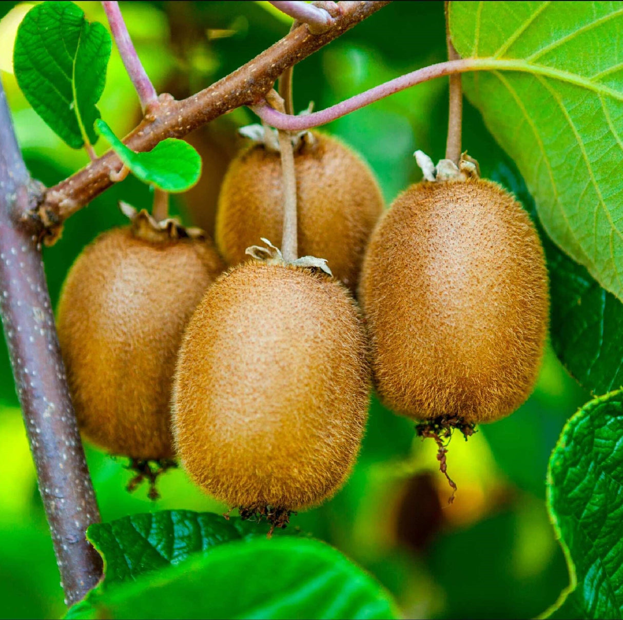 Kiwi Autofertil "Deliciosa" la Ghiveci 3L H 80cm+, Anul 5 Pe Rod (-20C)