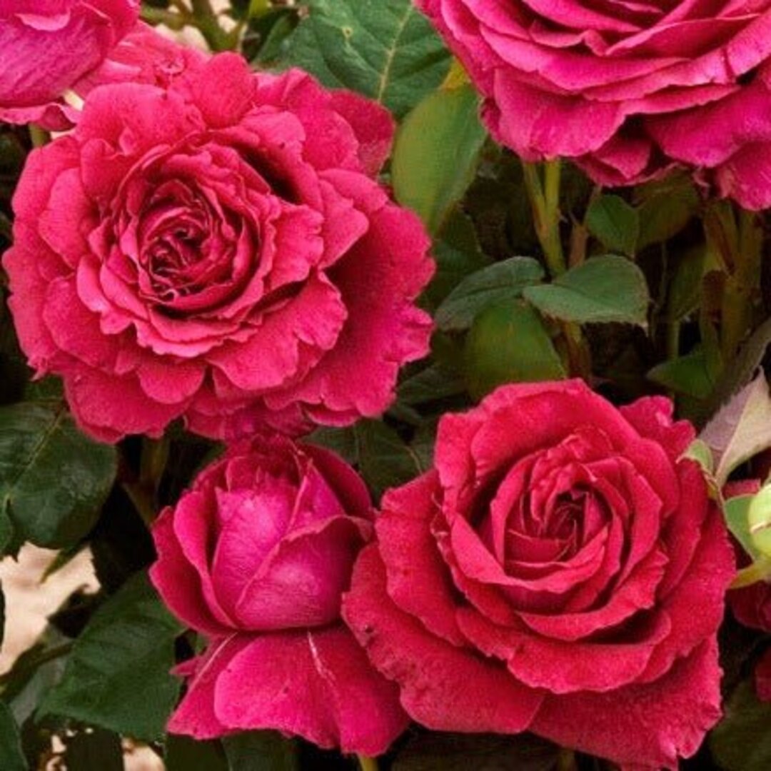 Trandafir Parfumat Floribunda "La Rose des 4 Vents", Anul 4