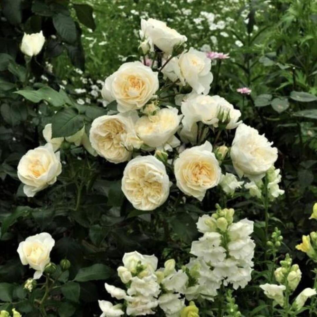 Trandafir Parfumat Floribunda "Lady Romantica", Anul 4