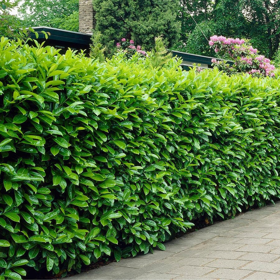 Laur Englezesc - Gard Viu Vesnic Verde la Ghiveci 5L H 140-160cm