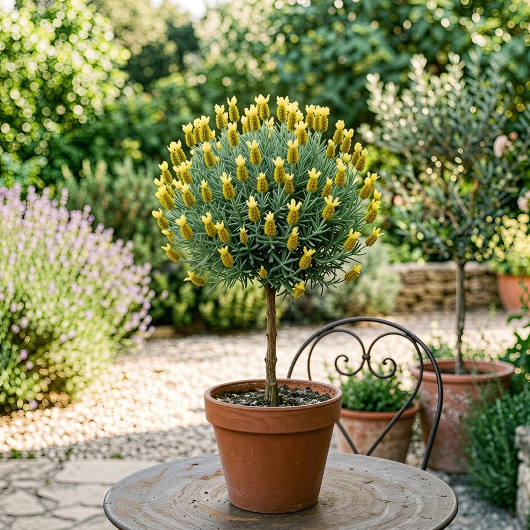 Lavandă Galbena Pomisor Ghiveci 3L 50-70cm, Anul 4