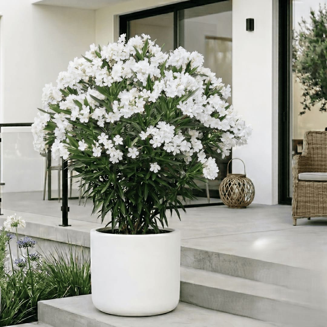 Leandru Alb Ghiveci 3L - H 60-70cm (Rezistent -25C)