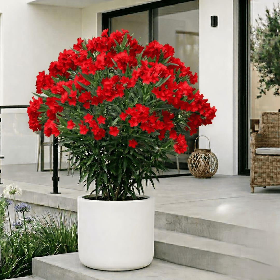 Leandru Rosu Ghiveci 3L - H 60-70cm (Rezistent -25C)