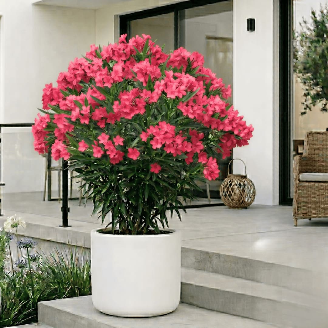 Leandru Roz Ghiveci 3L - H 60-70cm (Rezistent -25C)