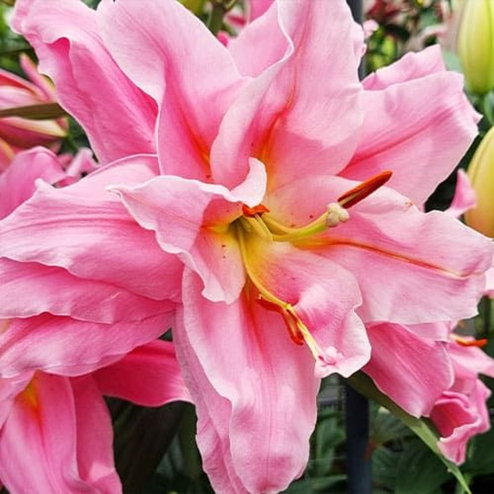 Bulbi de Crini Dublii Parfumati "Unique", 1 Bucata