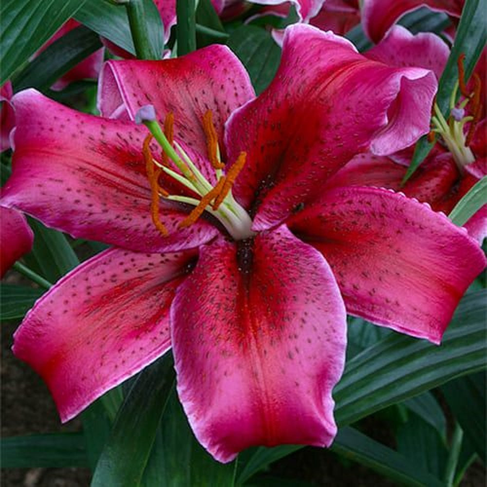 Bulbi de Crini Parfumati "Corvara", 1 Bucata