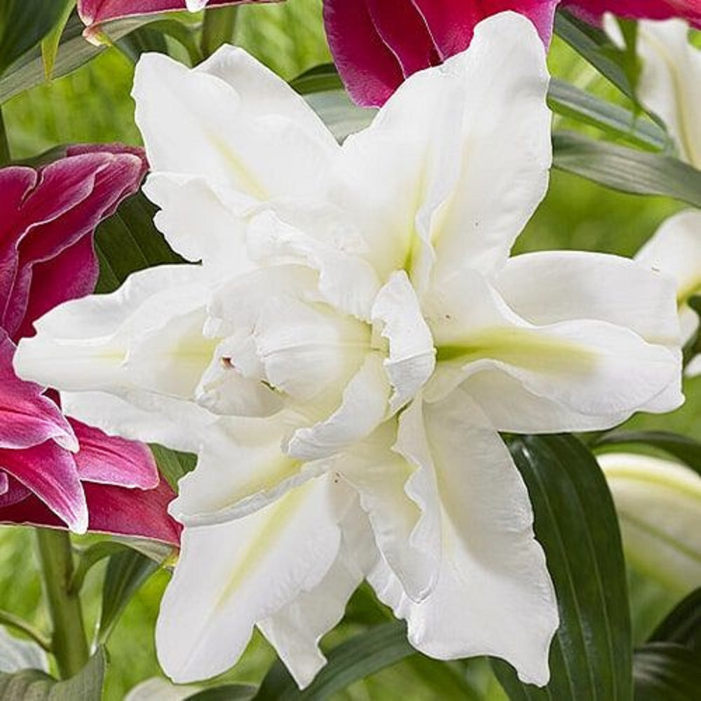 Bulbi de Crini Dublii Parfumati "Beauty", 1 Bucata