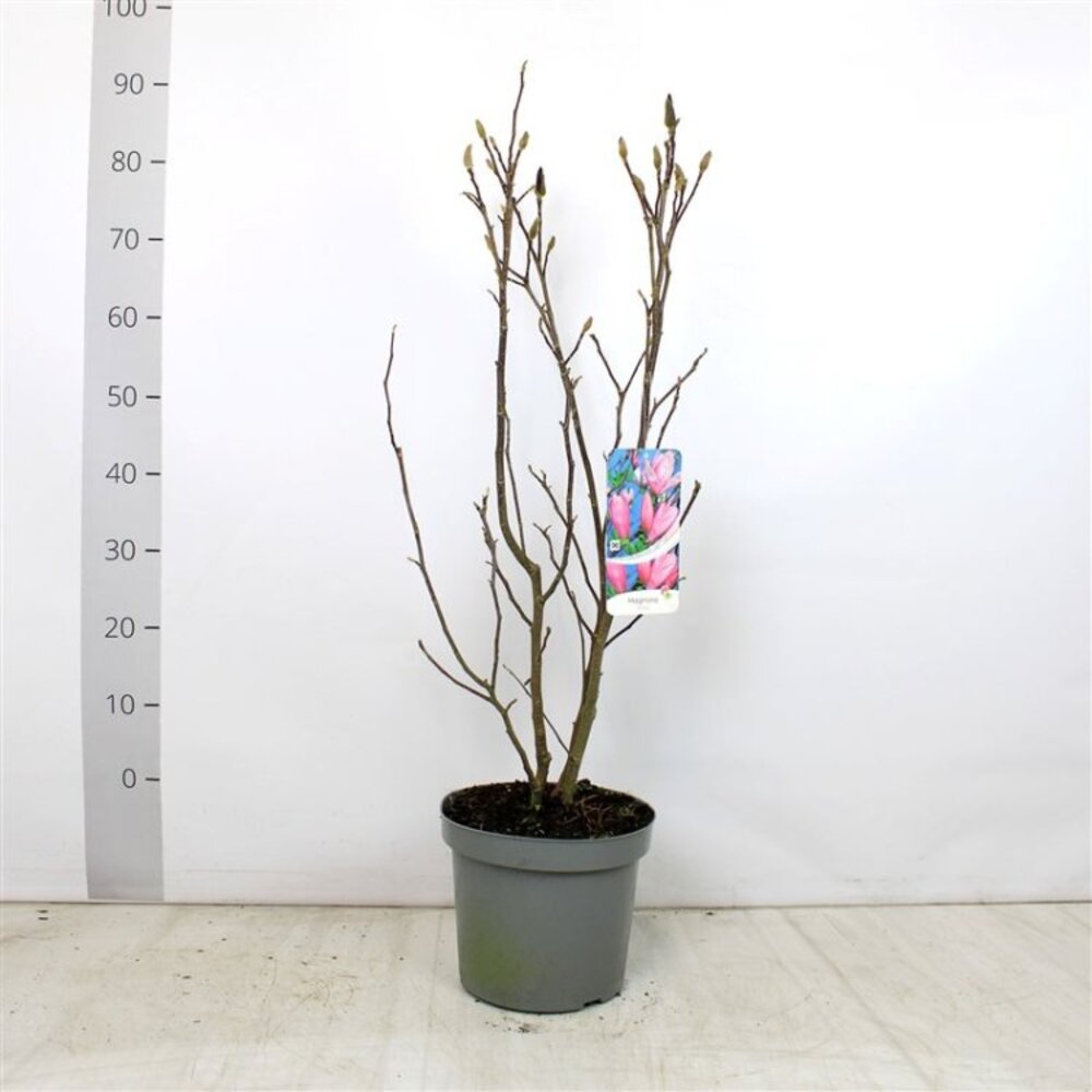 Magnolie Galbena "Gold Sun" - Ghiveci 5L - H 80-100cm