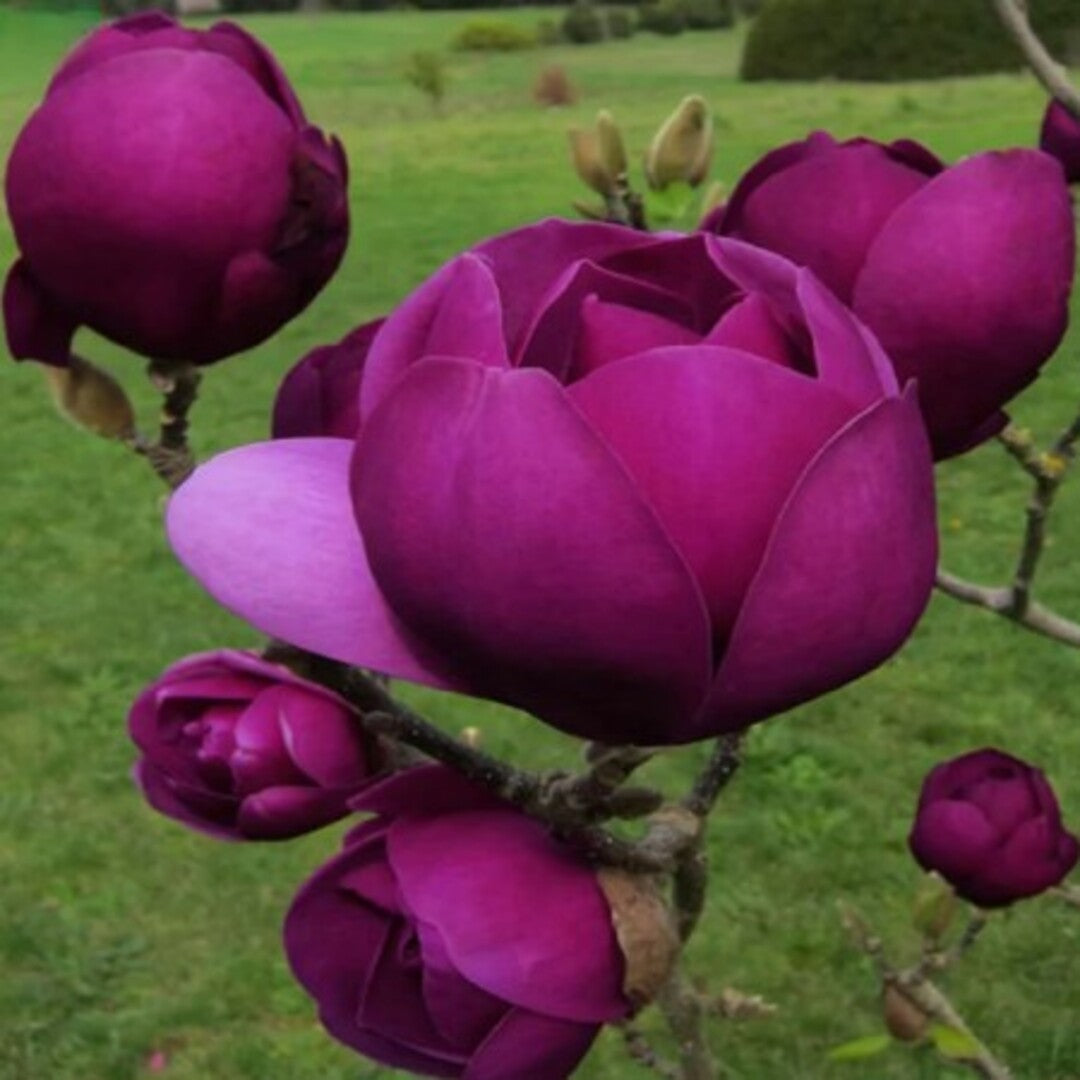 Magnolie "Black Nigra" la Ghiveci - H 40-50cm
