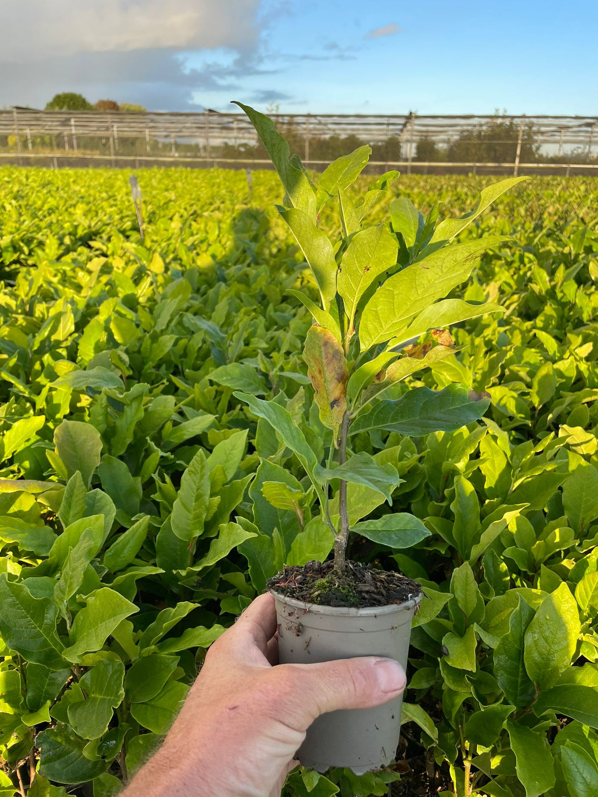 Magnolie la Ghiveci Pachet PROMO 1 - 3 Bucati Mix