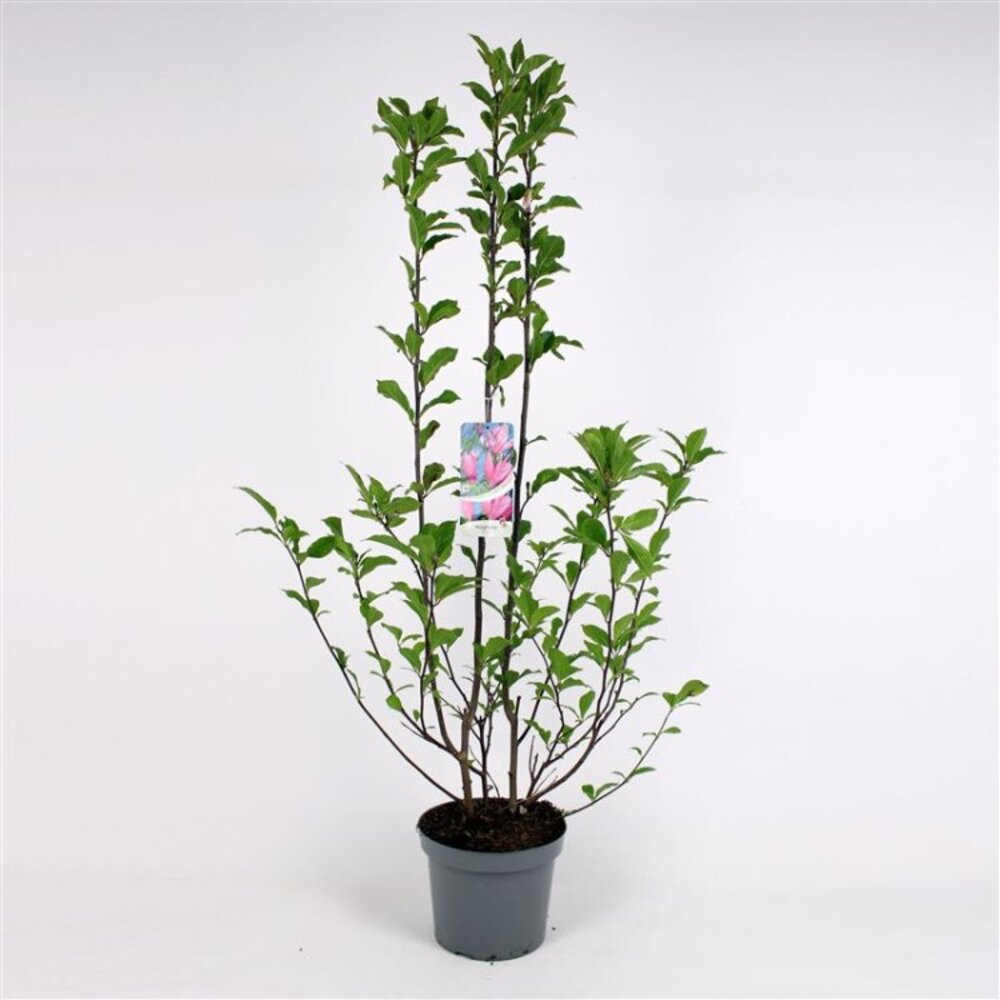 Magnolie Galbena "Gold Sun" - Ghiveci 5L - H 80-100cm