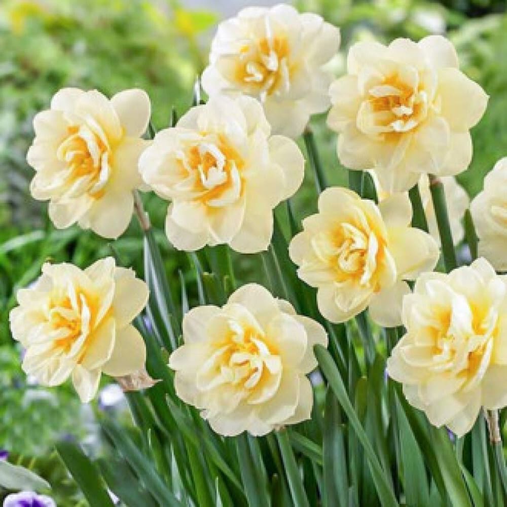 Bulbi de Narcise "Manly", 2 Bucati