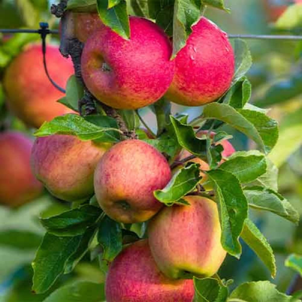 Mar Columnar "Fuji", Pom Fructifer Anul 3