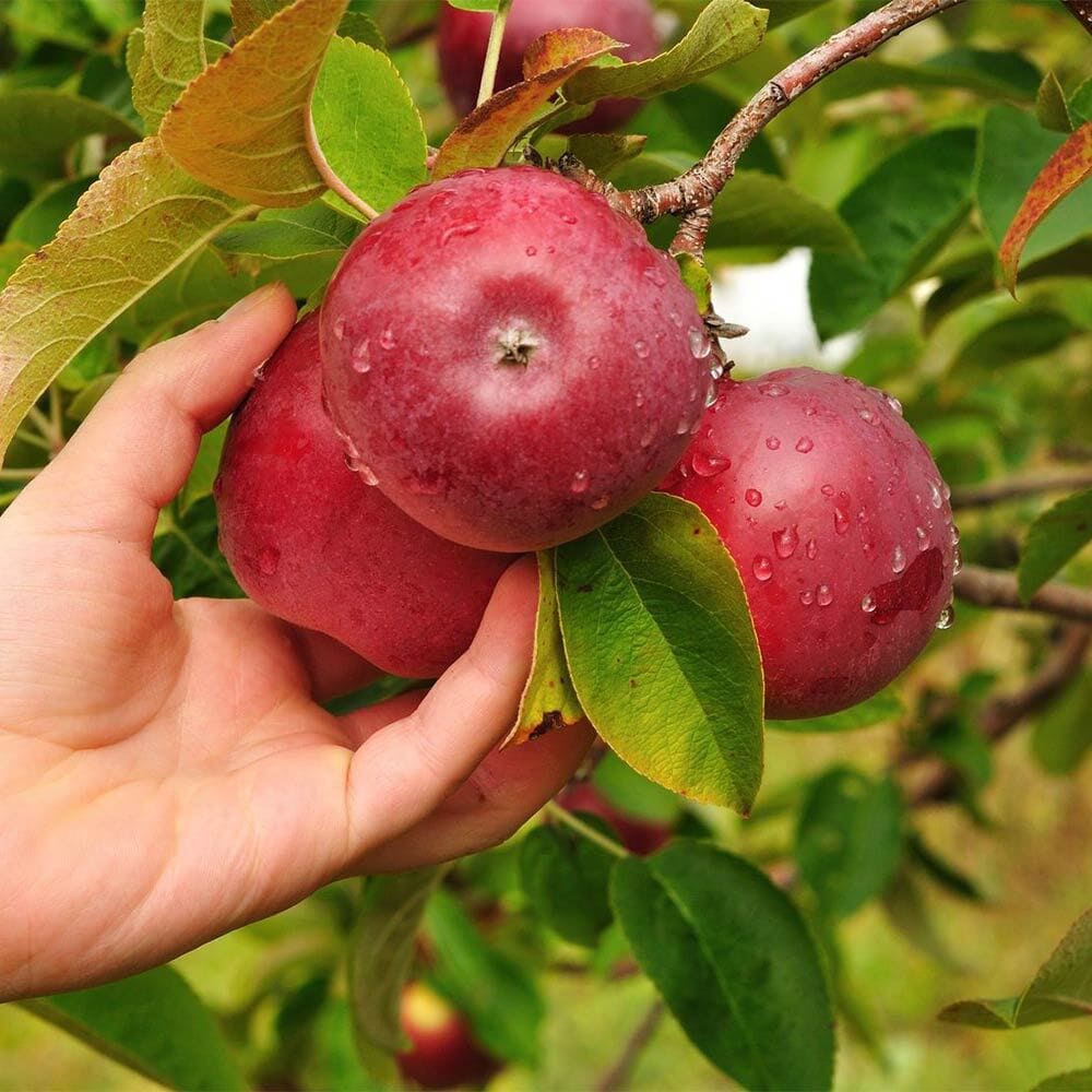 Pom Fructifer Anul 4 - Mar "Red Love" PE ROD 180-200cm