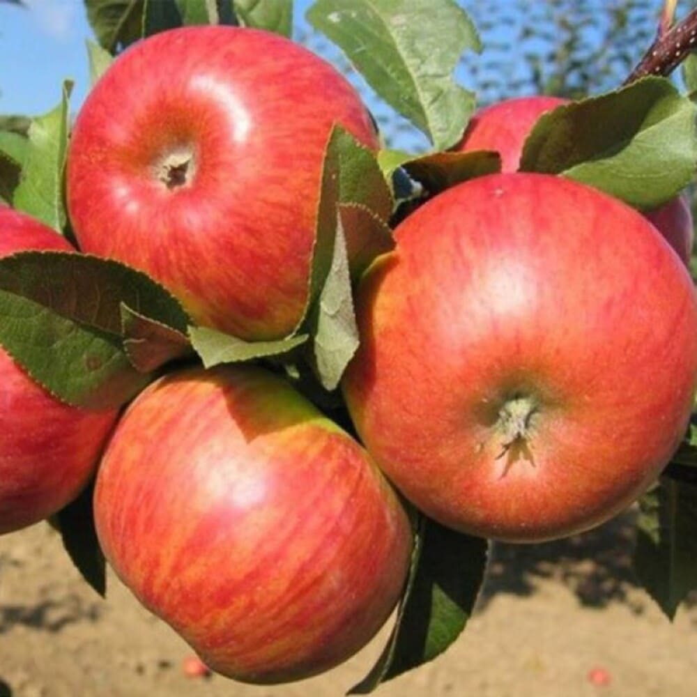 Pom Fructifer Anul 4 - Mar "Brumar" PE ROD 180-200cm