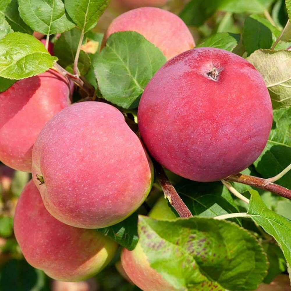 Pom Fructifer Anul 4 - Mar "Ciprian" PE ROD 180-200cm