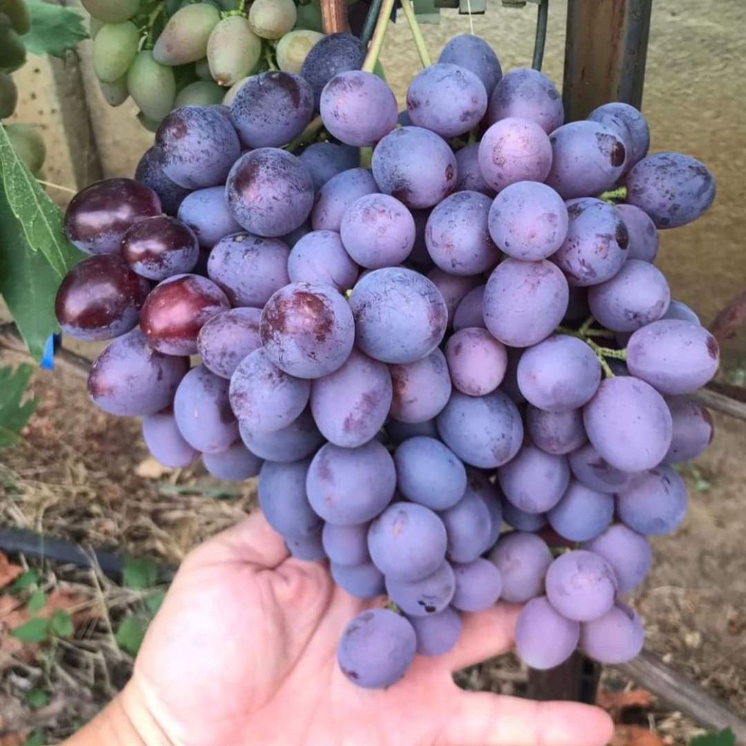 Butas Vita de Vie Fara Samburi "Moldova", Anul 3 - Radacina Libera