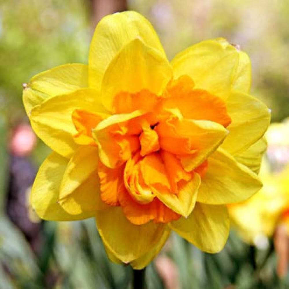 Bulbi de Narcise "Monza", 2 Bucati