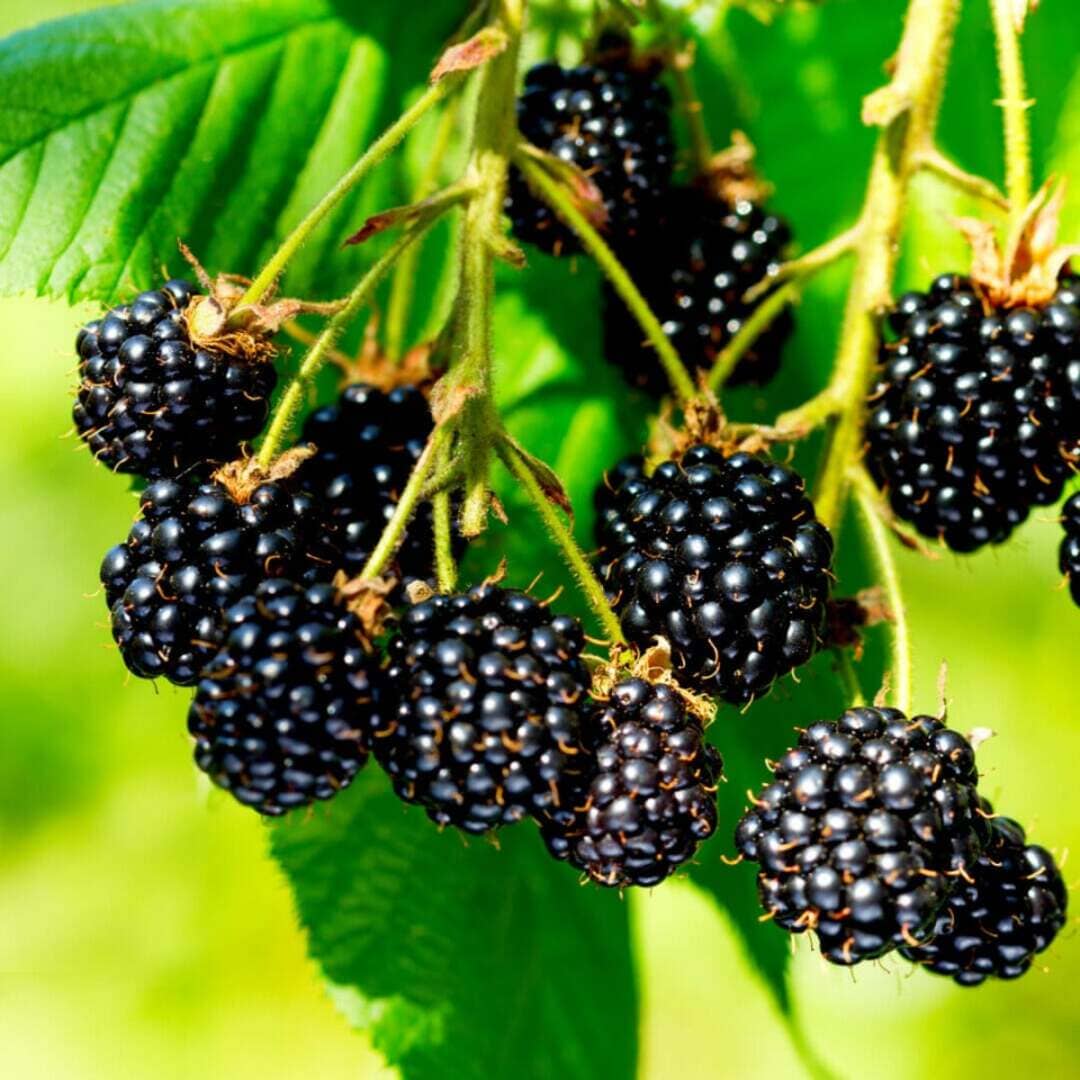 Mur Negru fara Spini "Black Satin" , Anul 4, Pe Rod