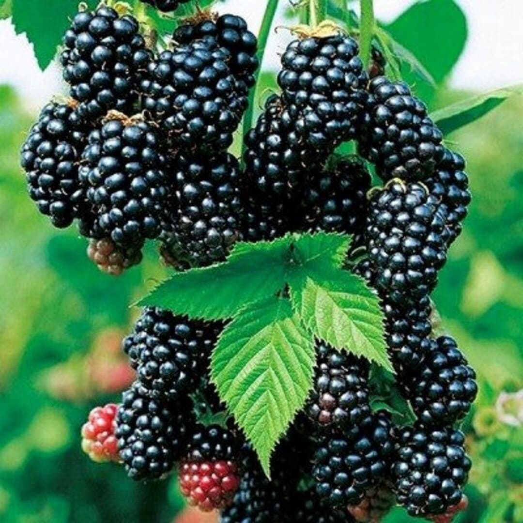 Mur Negru fara Spini "Black Jewel" , Anul 4, Pe Rod