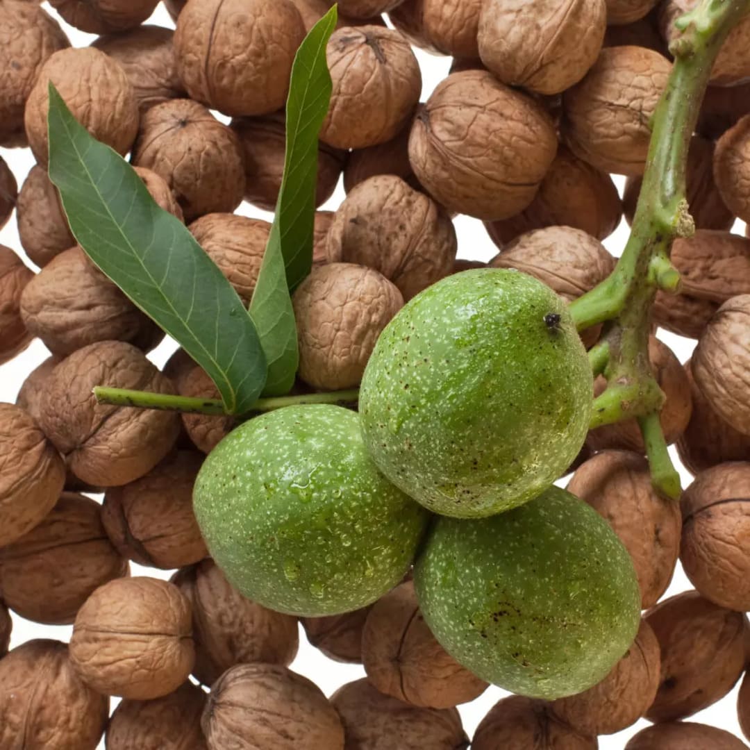 Pom Fructifer Anul 4 - Nuc Gigant "Milotai 10"