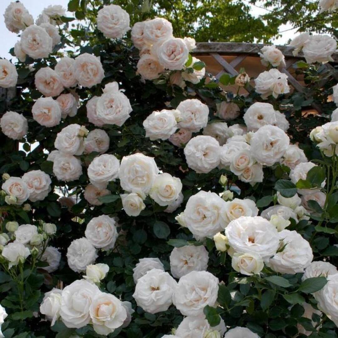 Trandafir Parfumat Urcator "White Eden Rose", Anul 4