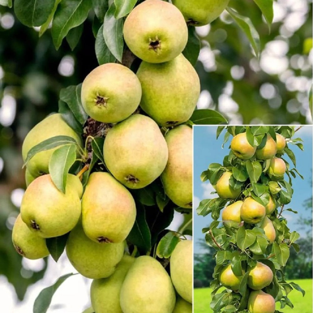 Par Columnar "Saphira", Pom Fructifer Anul 3