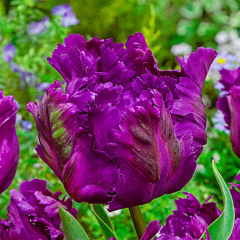 Bulbi de Lalele Papagal "Negrita", 5 Bucati