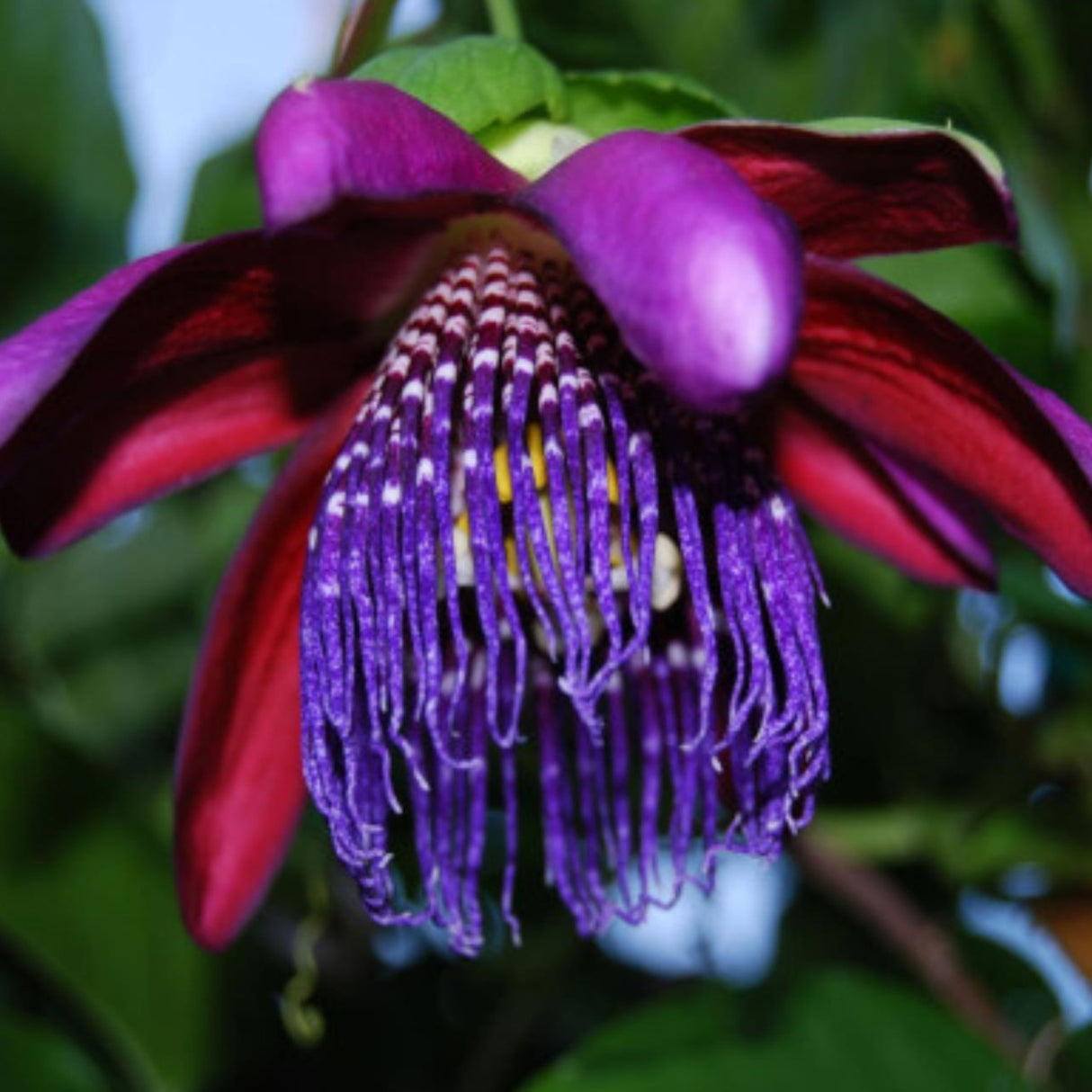 Passiflora "Edulis Purple" la Ghiveci H 50cm+