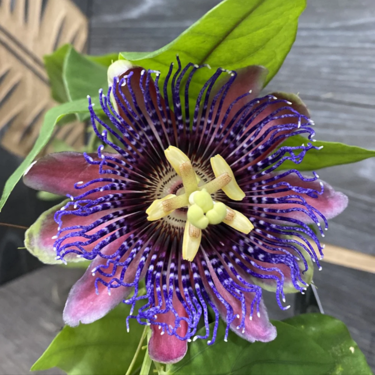 Passiflora "Edulis Rare Purple" la Ghiveci H 50cm+