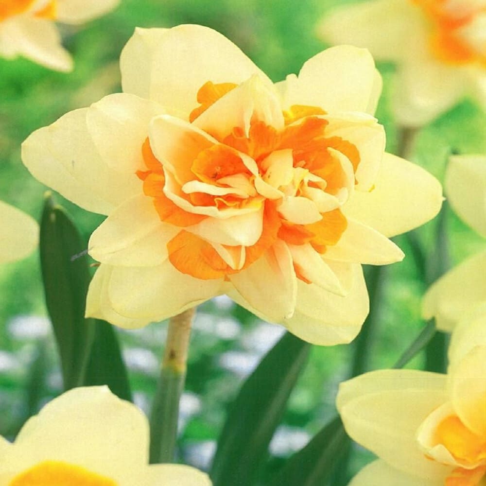 Bulbi de Narcise "Peach Cobbler, 2 Bucati