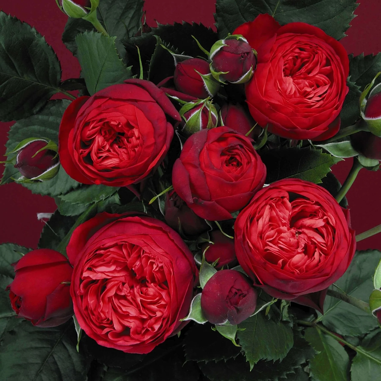 Trandafir Parfumat "Piano", Anul 4