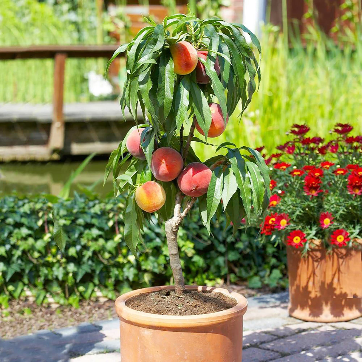 Piersic Columnar "Pitic", Pom Fructifer Anul 3