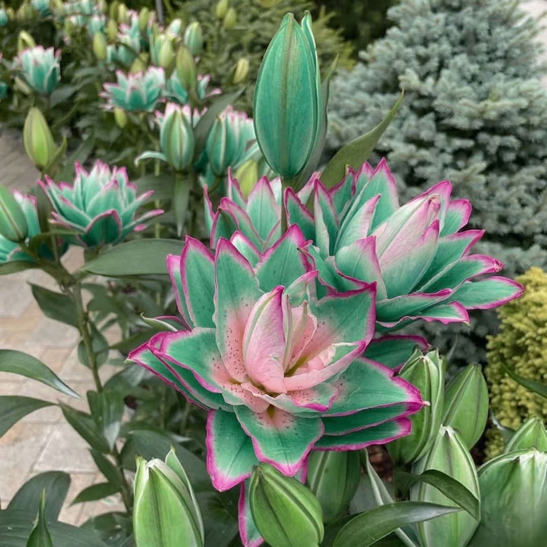 Bulbi Crini Dublii Parfumati, Giganti "Pink Jade", 2 Bucati