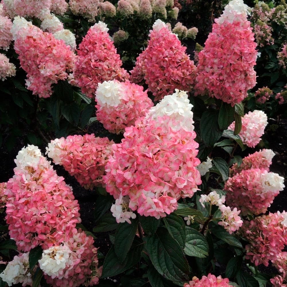 Hortensia Paniculata "Pink Lady" - Ghiveci 3L - H40-50cm
