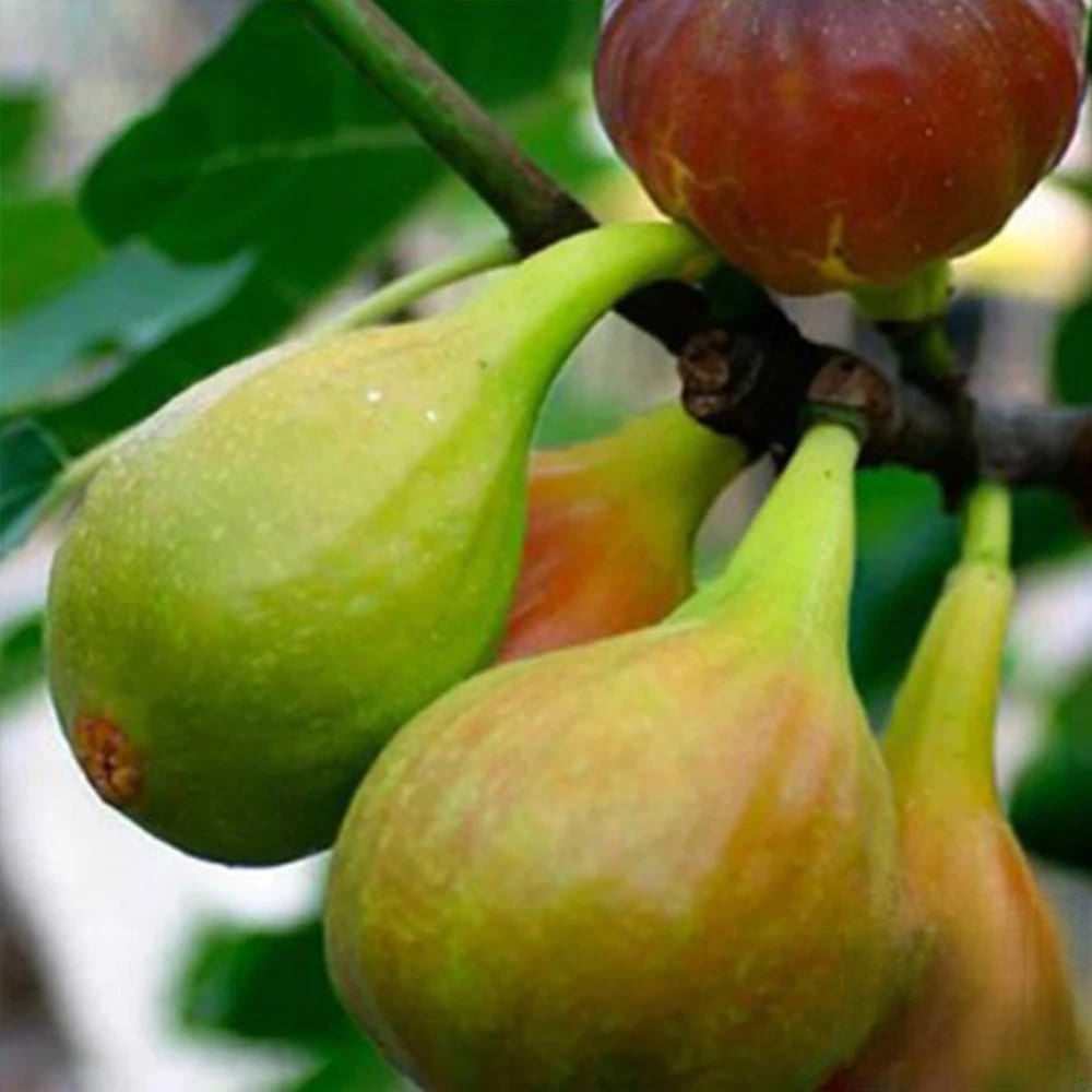 Pom Fructifer Anul 4 - Smochin "Brown Turkey" - Rezistent la Ger