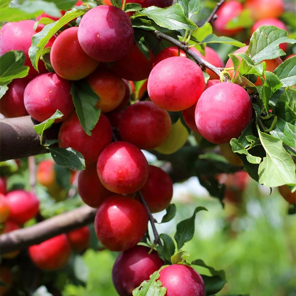 Pom Fructifer Anul 4 - Prun "Avalon", PE ROD 180-200CM