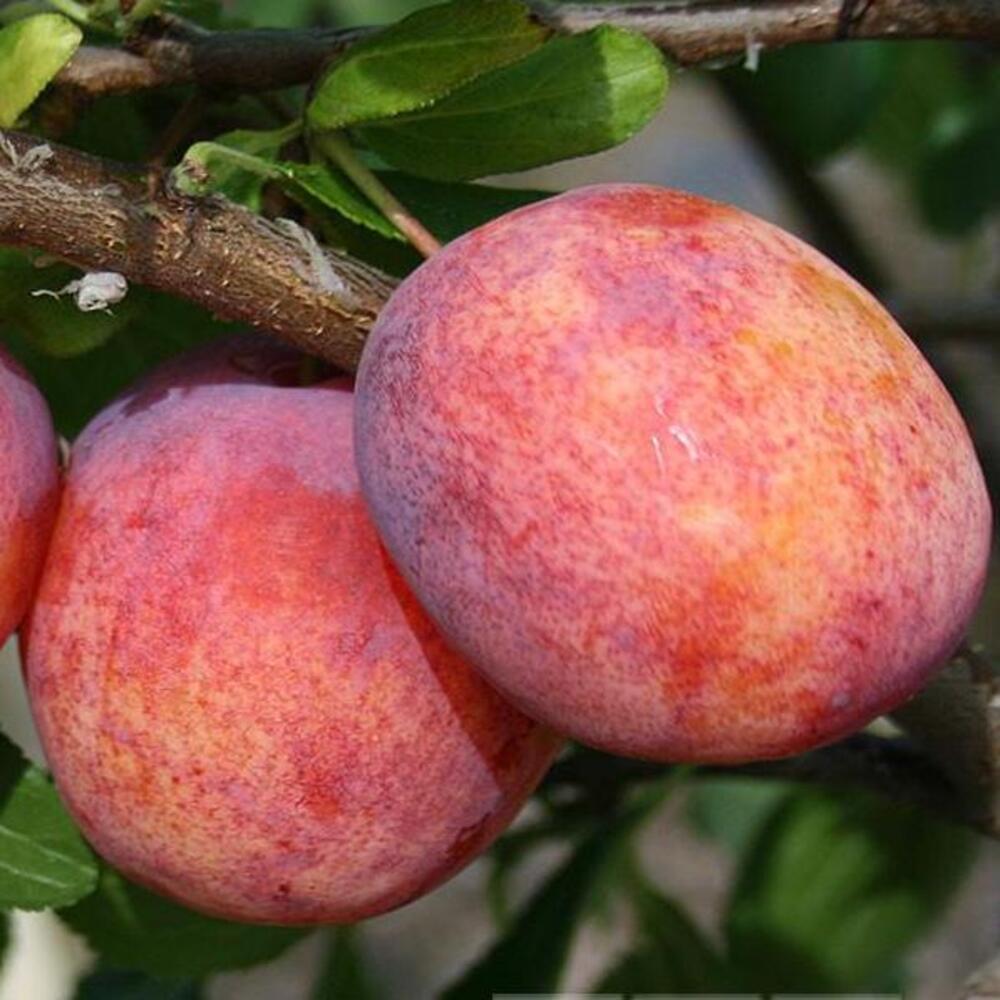 Pom Fructifer Anul 4 - Prun "Babana lu Doru", PE ROD 180-200CM